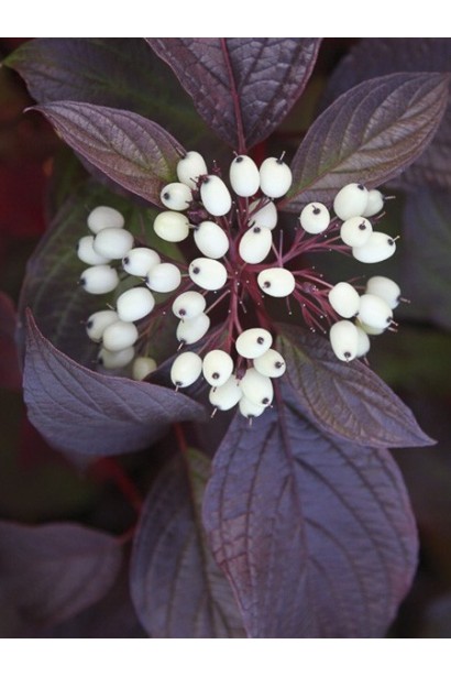 Cornus sanguinea